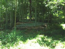 作業後の竹林.jpg