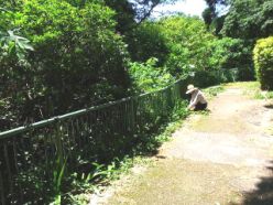 散策路沿いの草刈.jpg