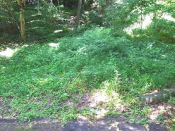 雑草の繁茂した谷筋の草地.jpg