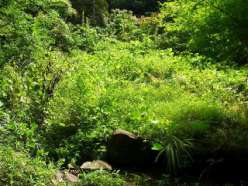 雑草の繁茂した谷筋の草地.jpg