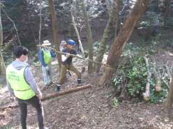 太い樹木の伐採作業2.jpg