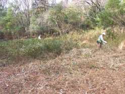 刈払い機による除伐作業.jpg