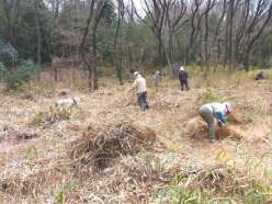 枯れ草などの除去作業.jpg