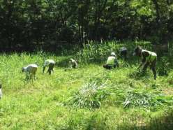 中央部ヨシの除去作業.jpg