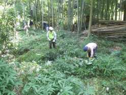 伐採した竹の枝落とし.jpg