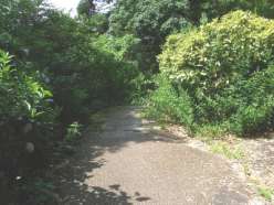 作業前の散策路.jpg