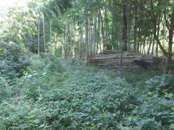 作業前の竹林.jpg