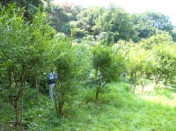 イボタノキ植栽の除草作業.jpg