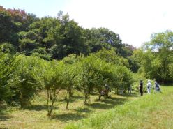 除草後のイボタノキ植栽.jpg