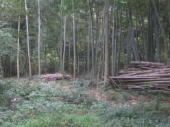 作業前の道路沿いの竹林.jpg