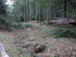 作業後の竹林.jpg