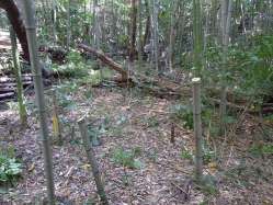 作業後の竹林.JPG
