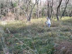 刈払い機による草刈り作業.jpg
