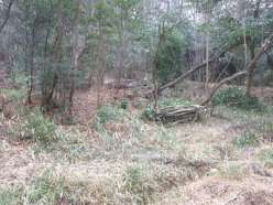 作業後の湿地下部樹林地.jpg