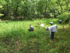 手ガマなどによる草刈作業.jpg