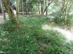 散策路沿いの草むら.jpg
